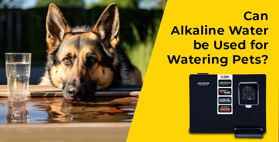 alkaline-water-for-pets