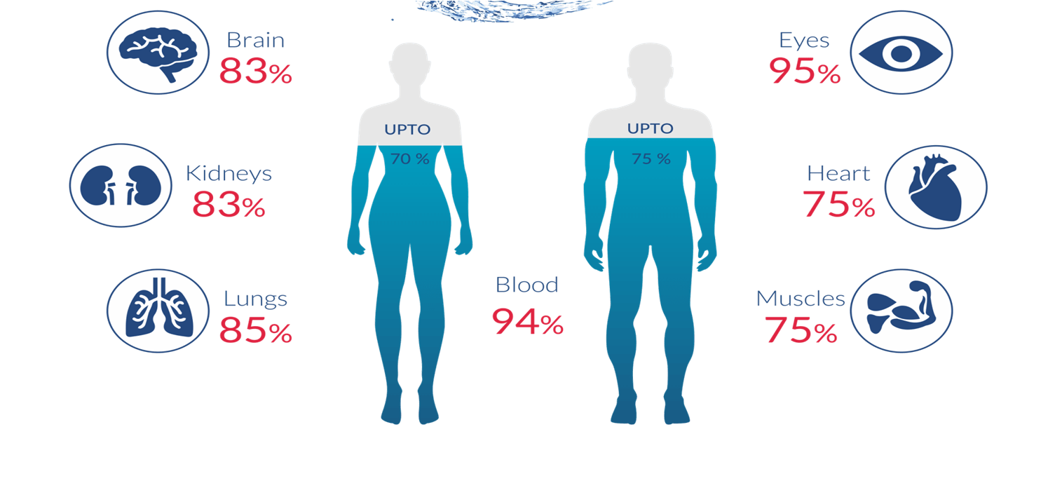 water in human body